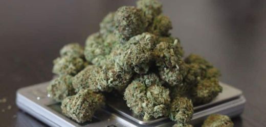 Premium SPECIAL OFFERS at Mr Weed cannabis dispensary Pattaya